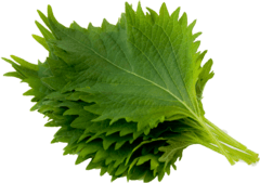 시소 feuilles de shiso 15P 1팩