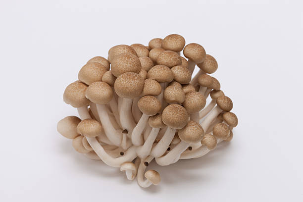 만가닥 버섯 Champignons shimeji 150g
